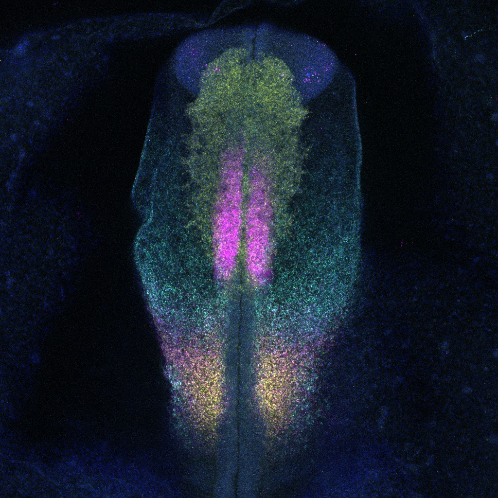 CCRB27's tweet photo. 🚨#PostDoc WANTED🚨#StreitLab is hiring a Research Associate with a #DevBio #MolecBio background to study the sensory nervous system🤩working with an exciting & talented team. Apply by 2nd July 👇Informal enquiries: @acestreit & @ailinleti. Pls RT 🙏
https://t.co/Fdo6m9vcZq https://t.co/0WivWLEATh