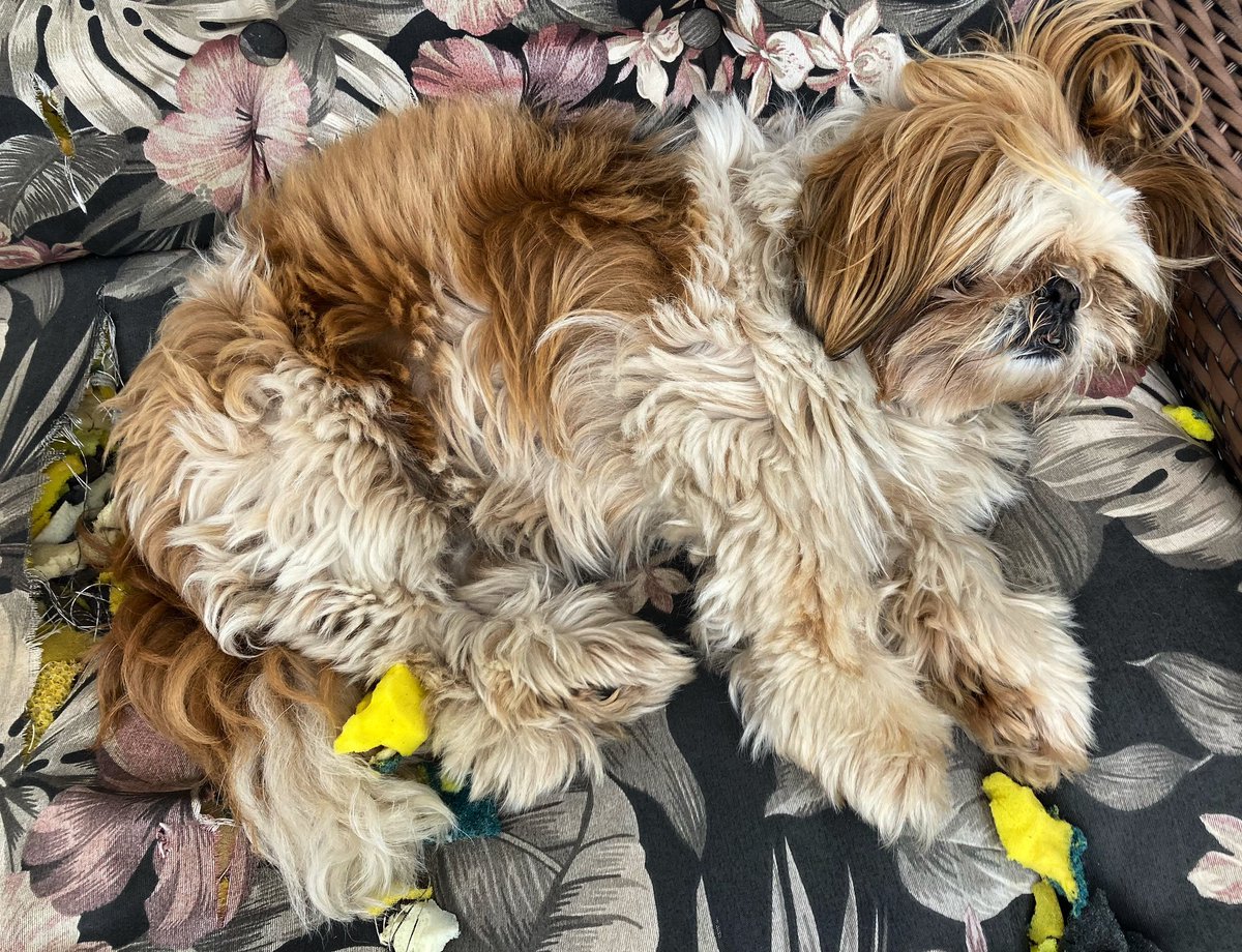 rafaelporcari's tweet image. A #chuva da #manhã não dá trégua, e com esse #frio, a #cachorrinha não vai querer levantar…
A #preguiça é contagiante, não?
😴 📸 🐶
#FOTOGRAFIAéNOSSOhobby
#cão #cachorro #relax #dog #pet #animal #amanhecer #morning