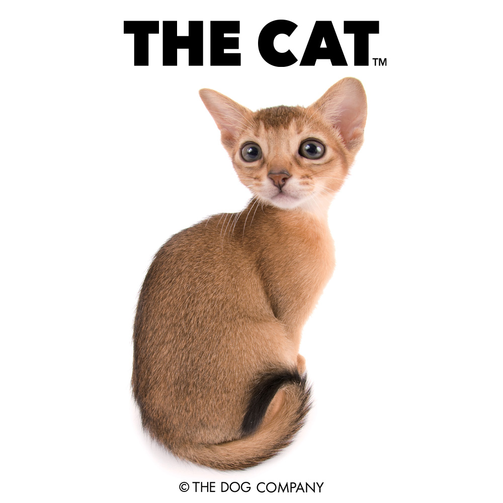 Please rub my back for me~ #catloversclub #cat #catstagram #catsofinstagram #kitten #pet #instacat #catlover #meow #neko #kitty #ilovecat #catlovers #thecat #thedogandfriends