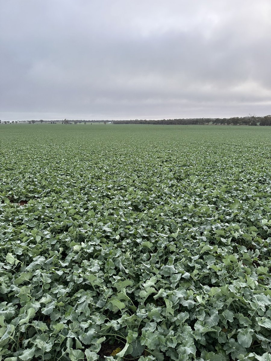 Pioneer 45Y95 cracking along south of town. <a href="/Tweeter_Coles/">Peter Coles</a> has had many sleepless nights on slugg watch…