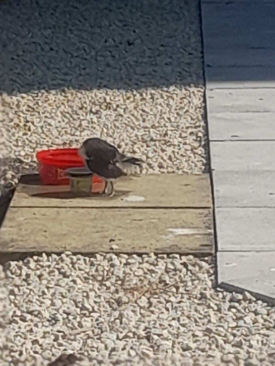 john scally tweet media