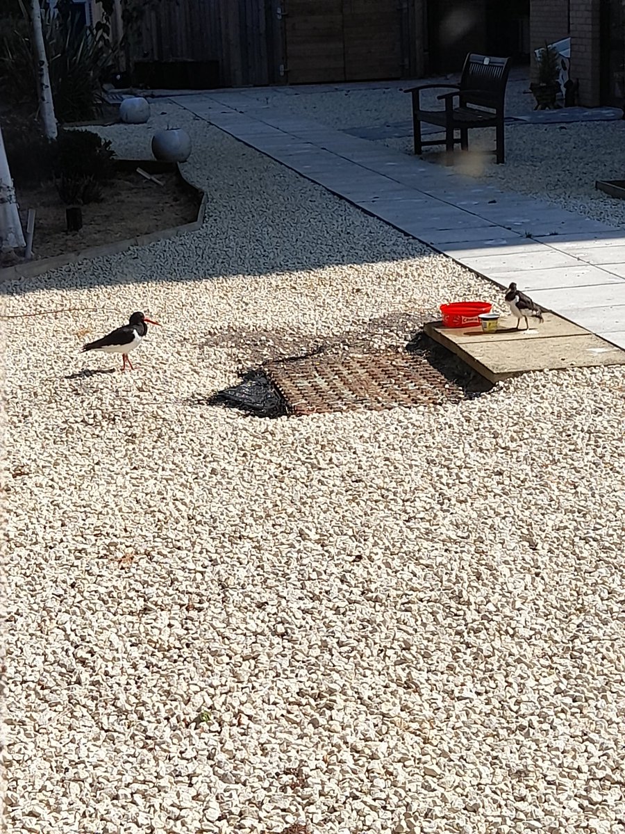 john scally tweet media