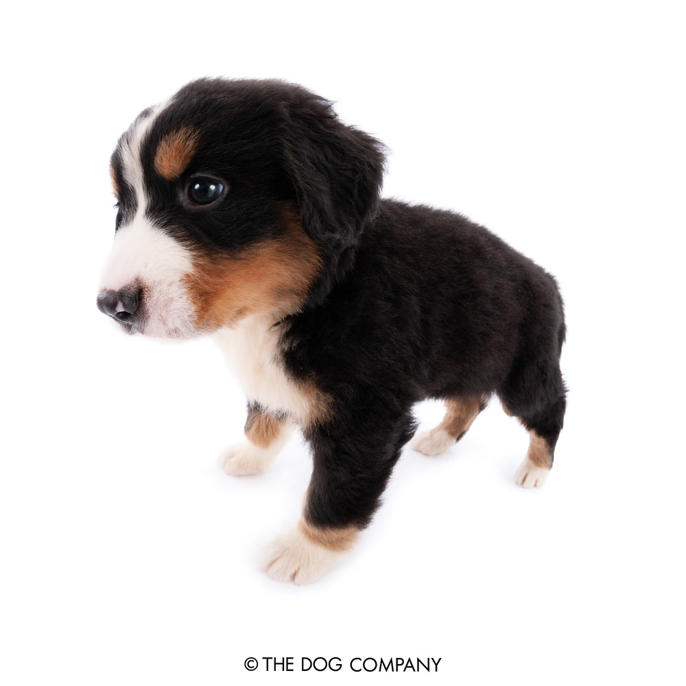 It's often recommended to start obedience training for Bernese Mountain Dogs early as they are a breed that likes to have a duty or job to do! #bernese #berneselove #bernesemountaindog #bernesemountaindogs #dog #dogstagram #puppy #instadog #doglover #thedog #thedogandfriends
