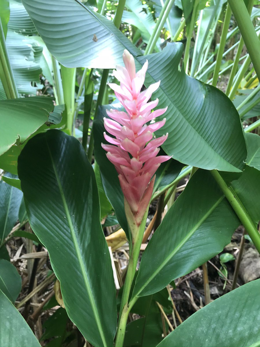 Happy #humpday! I woke up a bit bleary -eyed, but sometimes 🌞 &amp; 💐 are all we need to come alive with words! #5amwritersclub #poetrycommunity #writerscommunity #writingcommunity