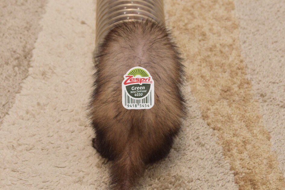 K A H O @ フェレット tweet media