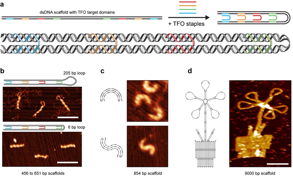 So far, DNA nanotech has almost exclusively relied on Watson-Crick base interactions. In our new paper in Advanced Materials, we show that Hoogsteen interactions have the same potential to organize double-stranded DNA. @iNANO_AarhusUni, @Chemistry, onlinelibrary.wiley.com/doi/epdf/10.10…