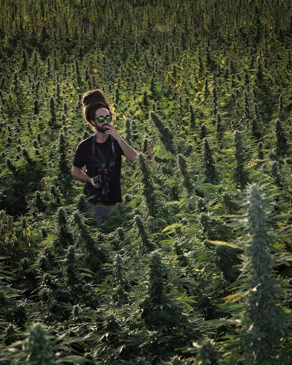 Keep It Simple🔥👊 #greenhousefeeding