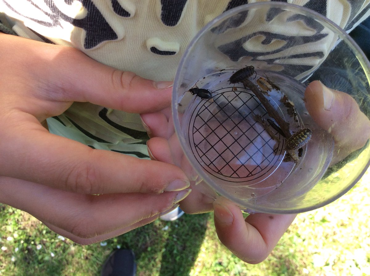 bps_y4's tweet photo. Bug hunting as part of Eggardon’s forest school this morning. https://t.co/rRM3VDTS69