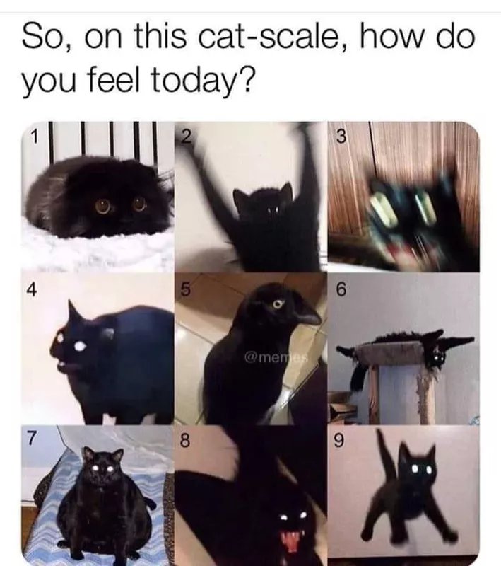 hellhound_aura's tweet photo. About a 4 on the cat scale https://t.co/v8MR51Acml