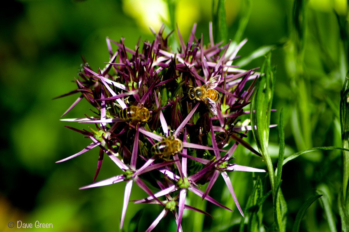 #Gardenersworld #nikonphotography @UKNikon @NikonEurope @NikonUSA @ThePhotoHour @MacroHour @TamronUK #flowerphotography #macrophotography @AP_Magazine #Bees 
Allium and the Bees