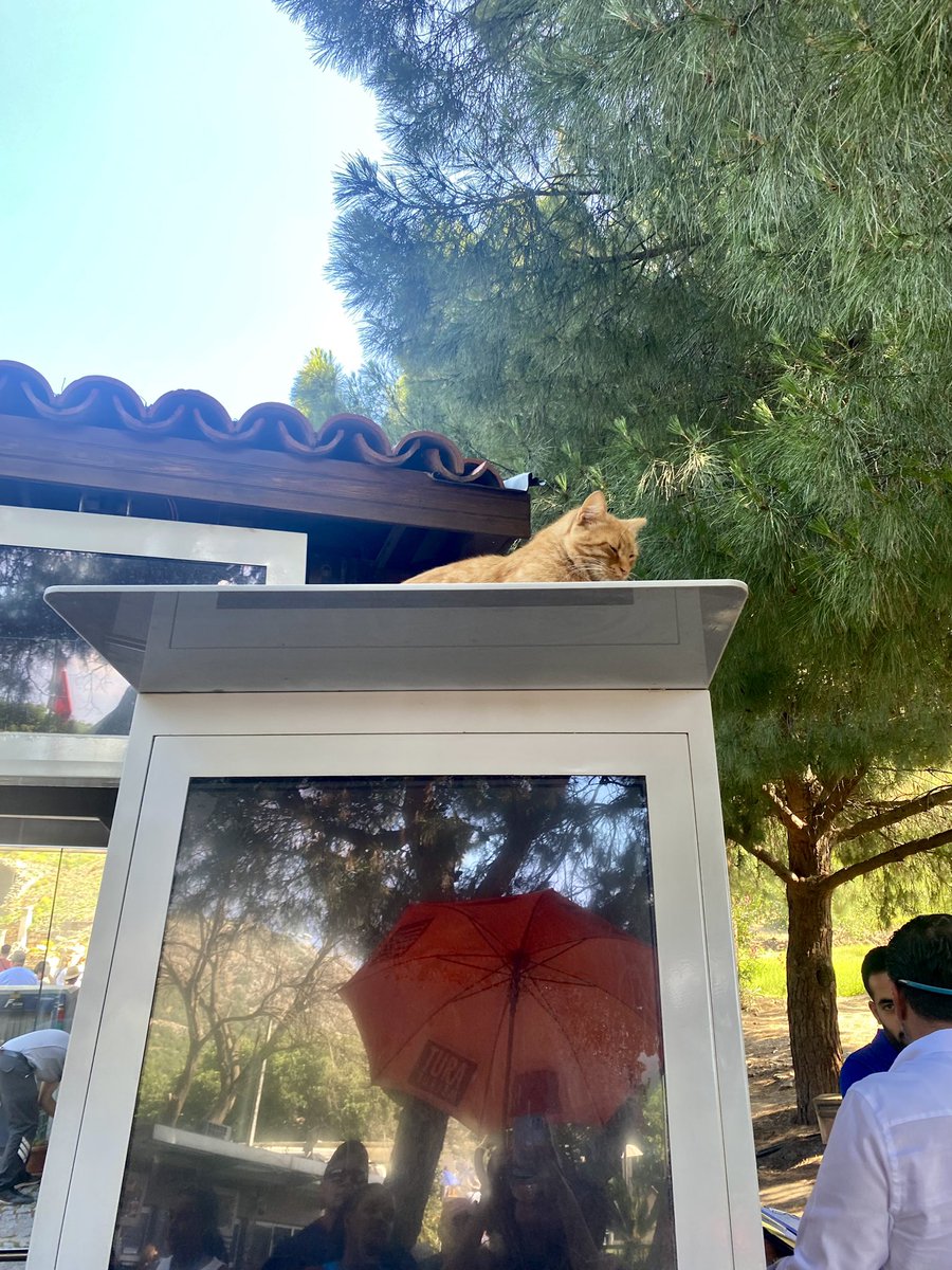 Aysegul7888033's tweet photo. “Herşey kontrol altında” 😻 #ephesus #catsofephesus https://t.co/FuxmDGyK7m