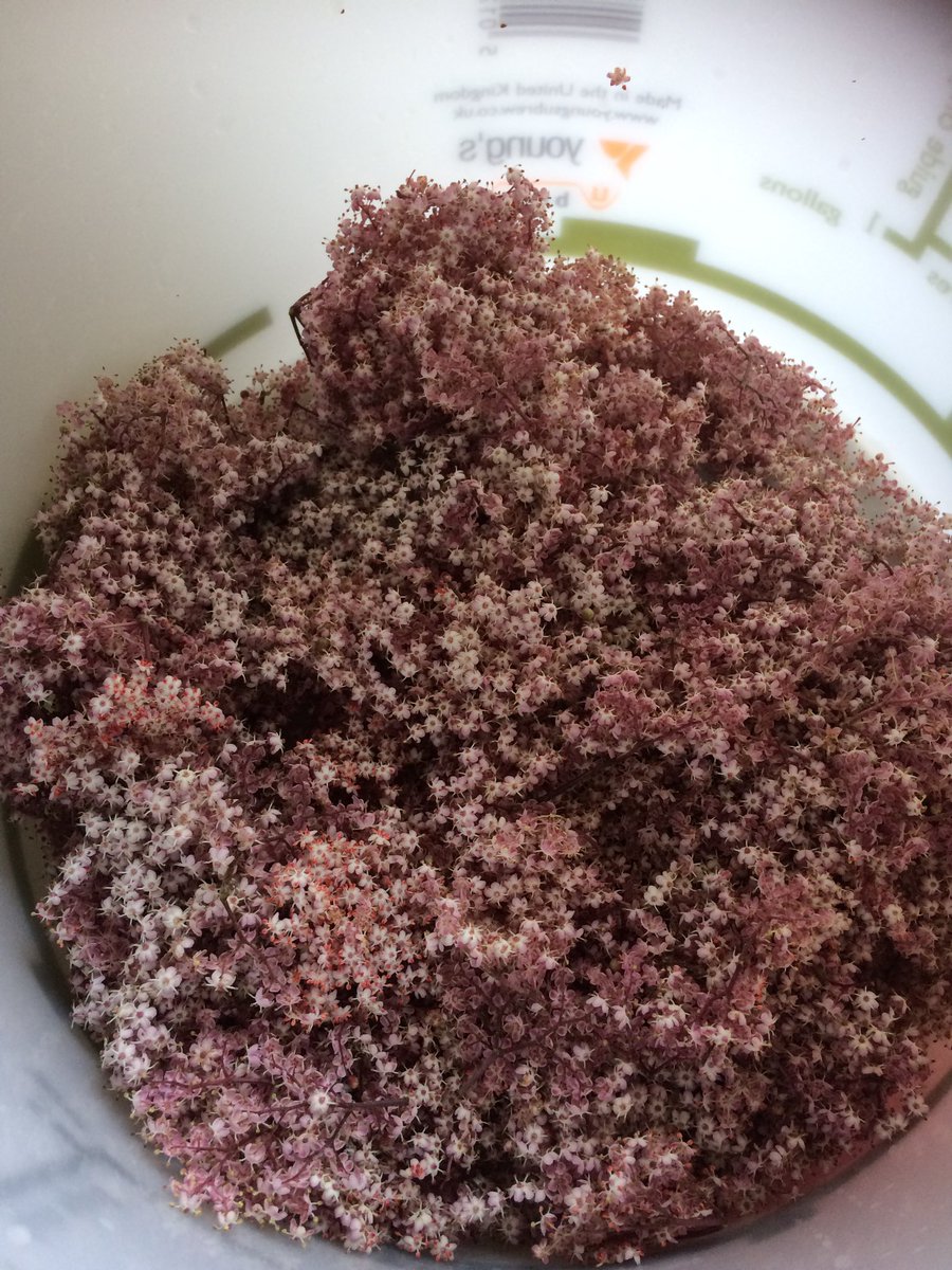 @JRfromStrickley I picked some of my pink elderflowers to make wine