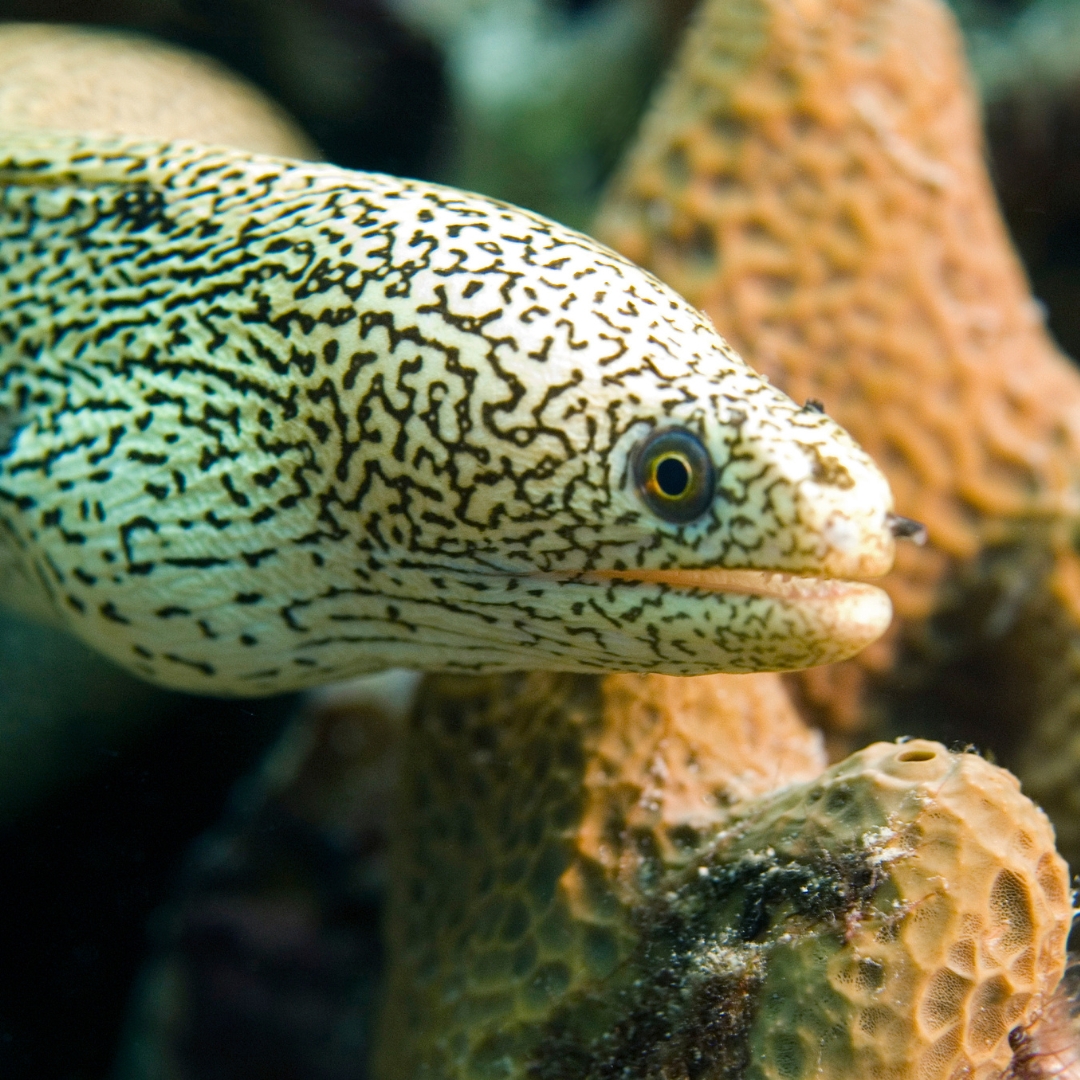 'Unveiling the enigmatic grace beneath the waves: Behold the mesmerizing moray eels of the deep.' 

Find more 👉 liveaboardindonesia.com/destinations/

#liveaboard #liveaboardsindonesia #morayeel #uwmacrophotography #uwmacro #underwatermacrophotography #underwatermacro #macro