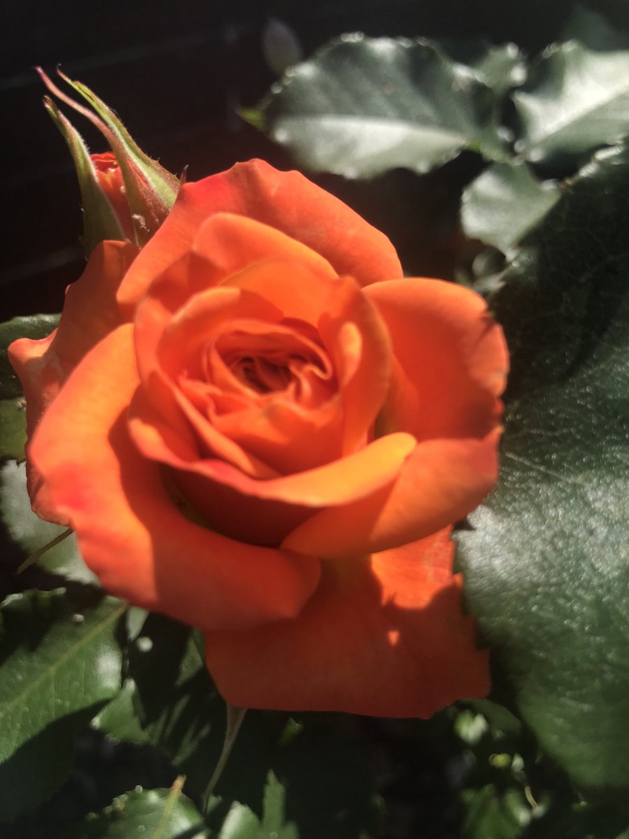 That colour 😍#rosewednesday #roses #gardening