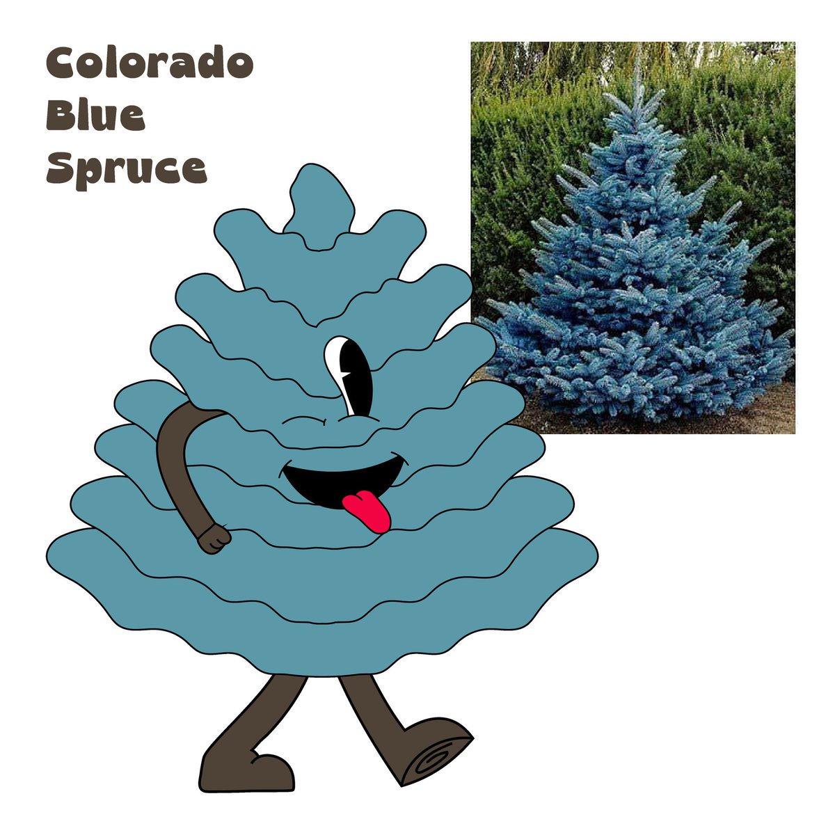 RealNFT_refi's tweet photo. Just found out Colorado Blue Spruce trees are nature's version of 'snack-sized' Christmas trees. They're like the cute, eco-friendly version of those mini hot dogs at parties. 🌲🌭 

Robins 🐦 and other birds like to use me as their 🪹 eggsalent! https://t.co/fy06gbthX7