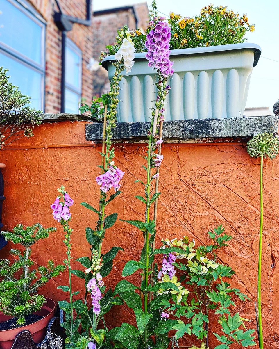 ThePottingYard's tweet photo. 📸 Some snapshots from today 📸 getting the colour rush at last #garden #gardeningcommunity #gardeninspiration #urbangardening #gardenblogger #plants #flowers #thepottingyard https://t.co/V5hN1crVIj