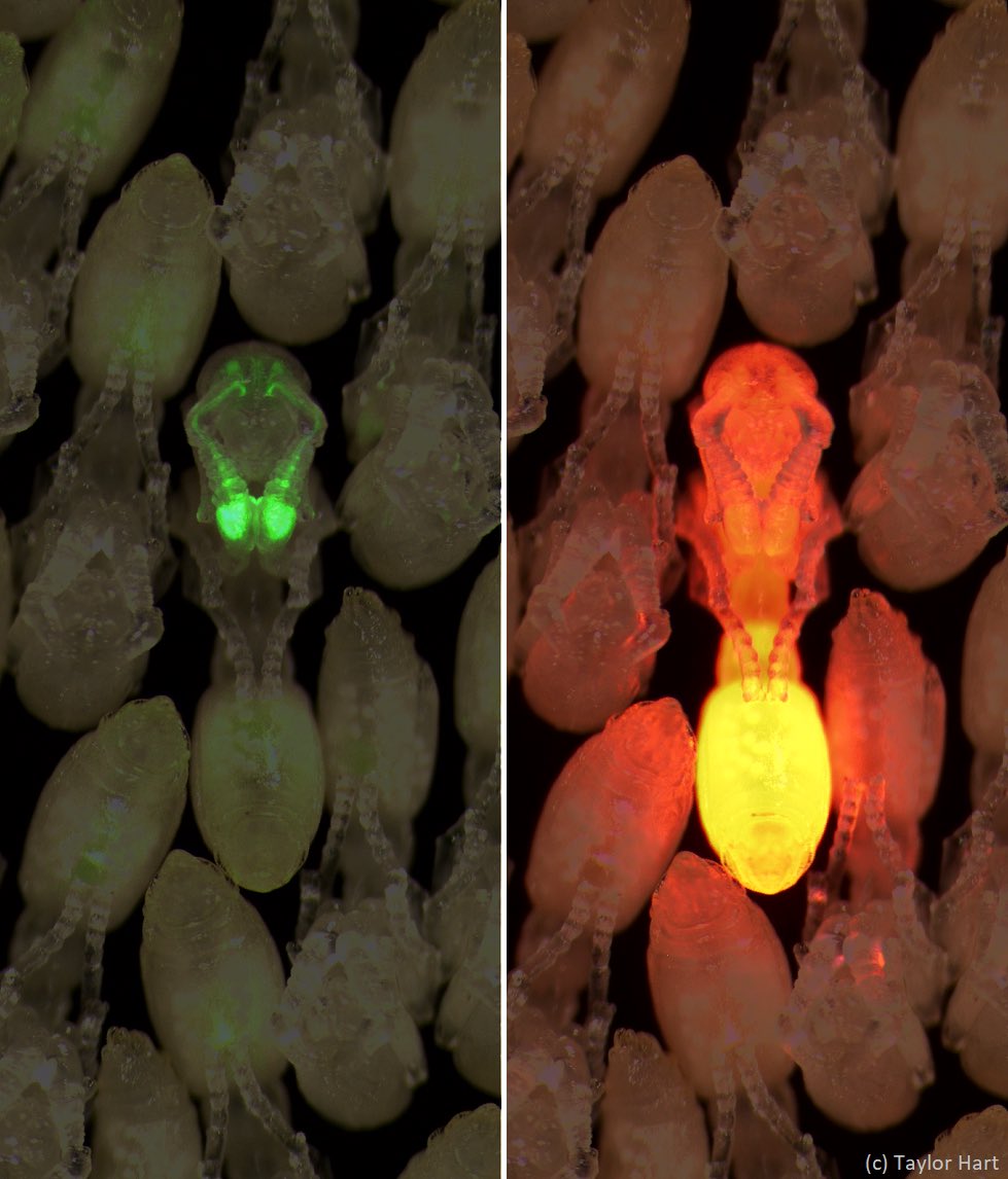 Our first neurogenetic study of ants survived peer review and just appeared OA in its final form @CellCellPress @CellPressNews: cell.com/cell/fulltext/…. @teraxurato & team @RockefellerUniv created the first transgenic ants and identified a sensory hub for alarm behavior. 1/8