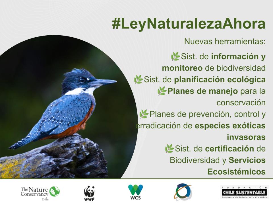 Esta mañana se revisa en <a href="/Camara_cl/">Diputadas y Diputados de Chile</a> el informe de Comisión Mixta del proyecto #LeyParalaNaturaleza, que permitirá crear un Servicio de Biodiversidad y Áreas Protegidas. La transmisión está disponible en camara.cl/prensa/televis…. Recordamos algunos puntos relevantes