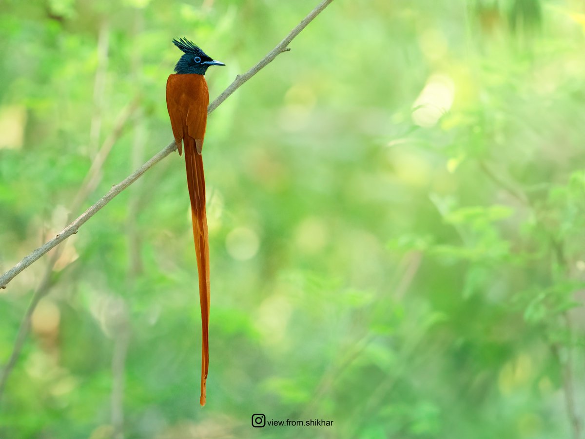 Another one on the Indian Paradise Flycatcher series

#IndiAves #ThePhotoHour #SonyAlpha #CreateWithSony #SonyAlphaIn #BirdsOfIndia
@Avibase #OneForChange
