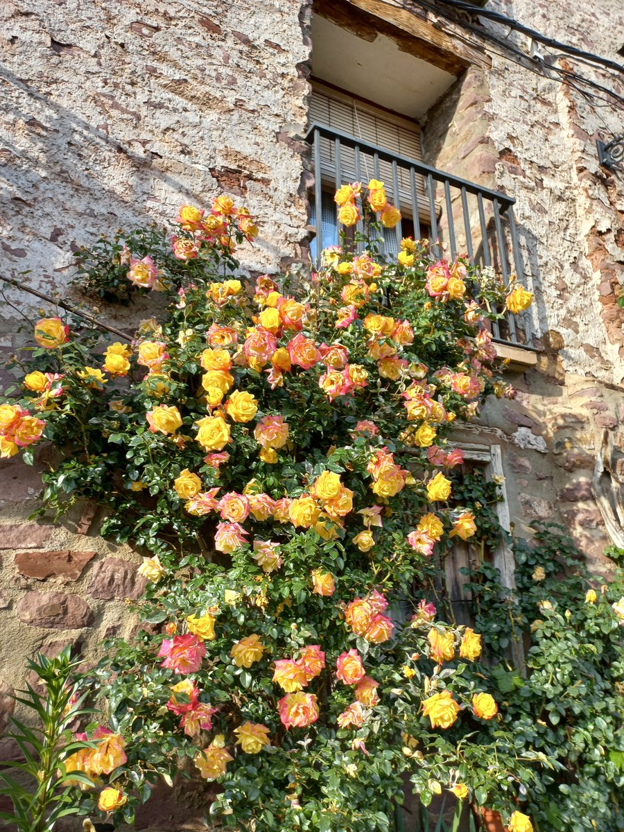🌹🌹🌹 Reviven las rosas 🌹🌹🌹

🌹 Explosión de colores que trepan por los muros de piedra hacia los balcones, como enamorados de leyenda... 🌹

🏘 Esos rincones preciosos de olores y brillo natural que encontrarás en nuestros pueblos. ¡Búscalos! ¡Ven! Estamos en #PuntoPirineos