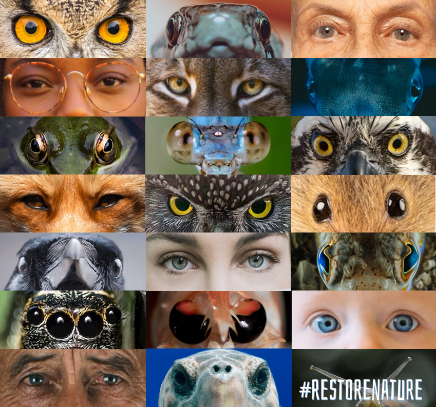 Irishwildlife's tweet photo. @EP_Environment @EPPGroup @RenewEurope 
All eyes are on you to do what is right for nature tomorrow. Over 700,000 EU citizens have called for a strong and ambitious Nature Restoration Law
#RestoreNature https://t.co/WcyFH30UUm