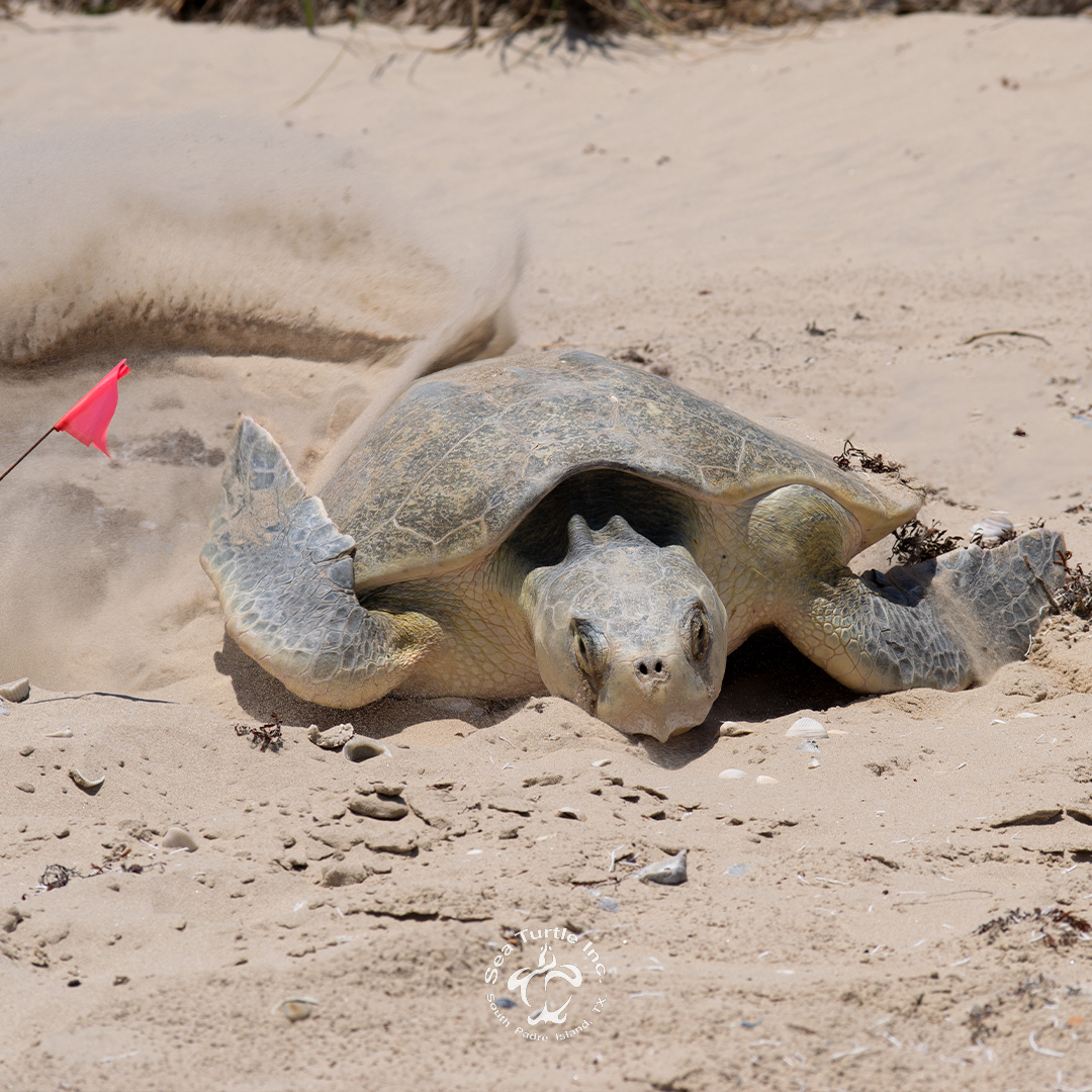 ⚠️ Nesting update ⚠️: 67 nests, 6545 eggs protected!
 ow.ly/i1C150ON80P
How you can help nesting sea turtles:
🐢 Call (956) 243-4361 to report a nesting female on SPI.
Together, we can make a difference &amp; help the Kemp's ridley sea turtles! 💚
#seaturtleinc #RGV #SoPadre