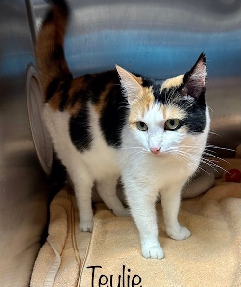 🌻SWEET 3YO #CALICO KITTY 'TEYLIE'🌻 😿💔STRAY WITH IDENTIFICATION 🥠NEEDS #ADOPTION OR #RESCUE🚕 ▶ID 645491 Cage 616 facebook.com/photo/?fbid=62… 🙏🏾#ADOPT #PLEDGE #SAVEALIFE #AdoptDontShop #MARIETTA #GA @cobbkitties #CAT #AdoptMe #AdoptAShelterCat #CatsofTwitter #RescueMe