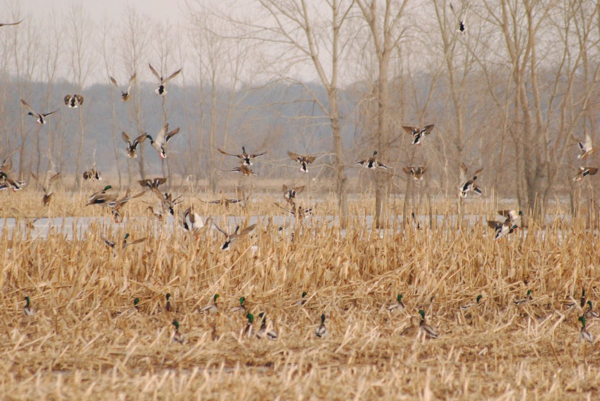 The Environmental Sustainability of Waterfowl Hunting
Waterfowl hunting, a thrilling outdoor activity but also an opportunity for hunters to actively contribute to environmental sustainability.
showmesnowgeese.com/the-environmen…
#duckhunting #goosehunting #waterfowlhunting