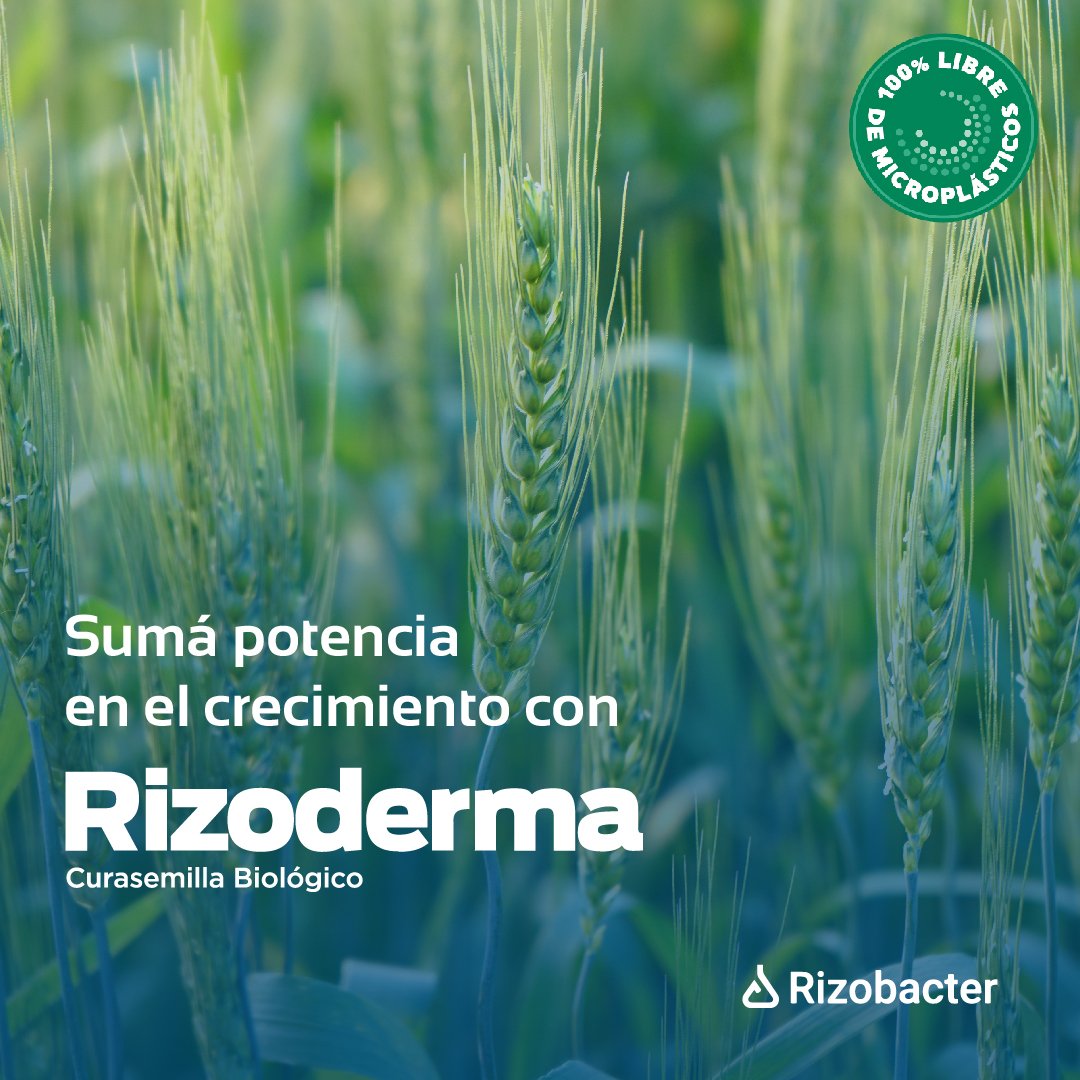 RizobacterARG's tweet photo. 💪El efecto vigor significa promoción del crecimiento vegetal y es la diferencia que marca Rizoderma como biofungicida frente a situaciones de stress hídrico.
Gracias a su efecto vigor, #Rizoderma mejora el standard de plantas logradas a campo. Da para probarlo, ¿no? 😉 https://t.co/37a3EaQioh