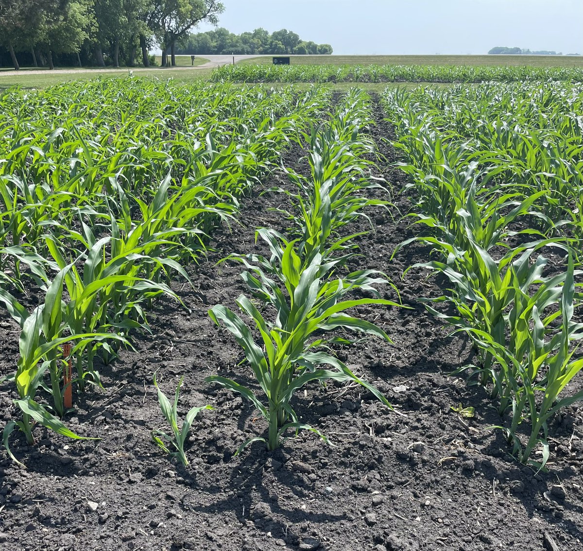 Gold Country 98-15RSS looking great in Benson, MN!  Top end yield potential!  @goldcountryseed #madeforminnesota #amustfor2024