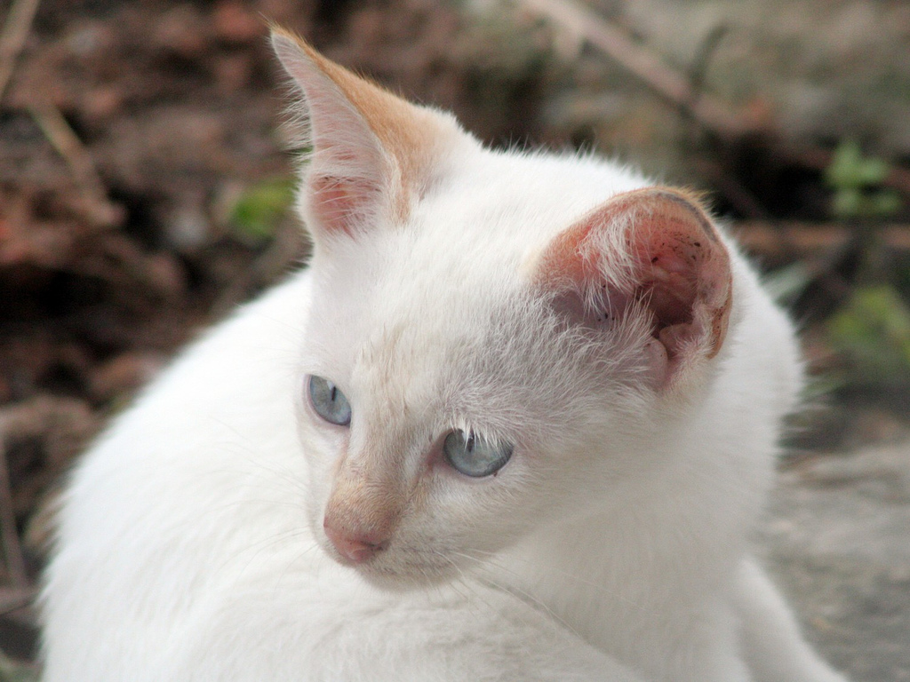 Cat Photo Every Hour (@catphotobot) on Twitter photo 