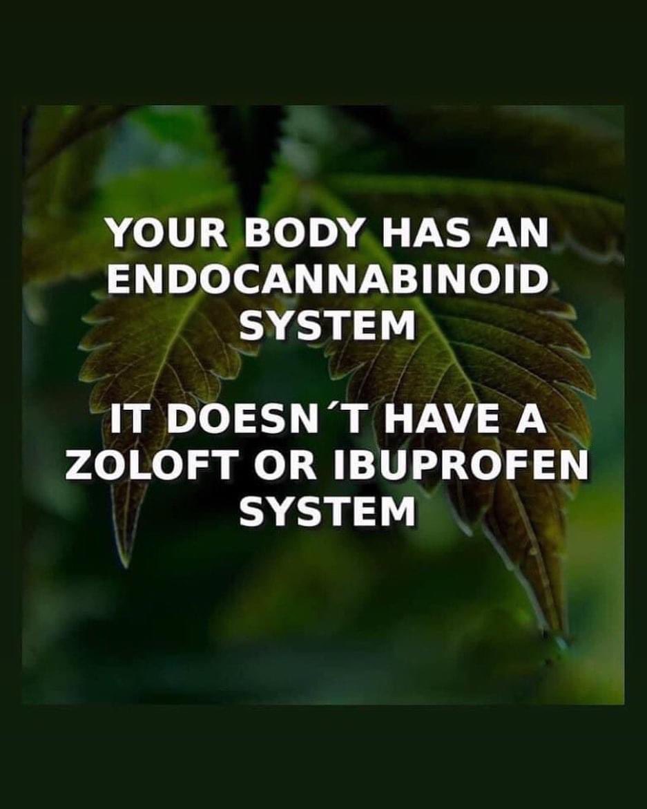 daviddinenberg's tweet photo. This is something that is said often but most people don’t understand. I thought I would share a link so people can learn something today. https://t.co/mkokMSrk4w #Cannabis is the natural healer!!!! #LegalizeIt #CannabisCommunity #Mmemberville #CBD https://t.co/EkDieESgnc