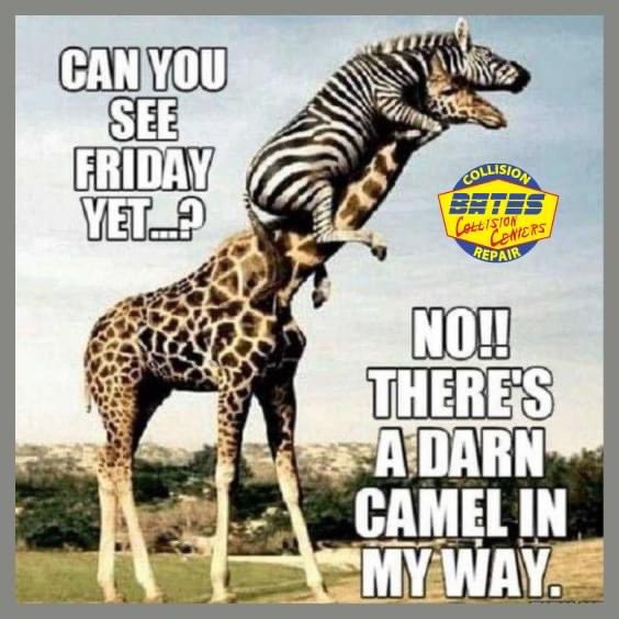 Can you see Friday yet? 🗓️ Nope, there's a darn camel in the way! 🐪😄 Hang in there, folks! We're halfway through the week, and the weekend is just around the corner. Let's power through with a smile and a little humpday humor! 💪😁 #HumpdayVibes #batescollisioncenters