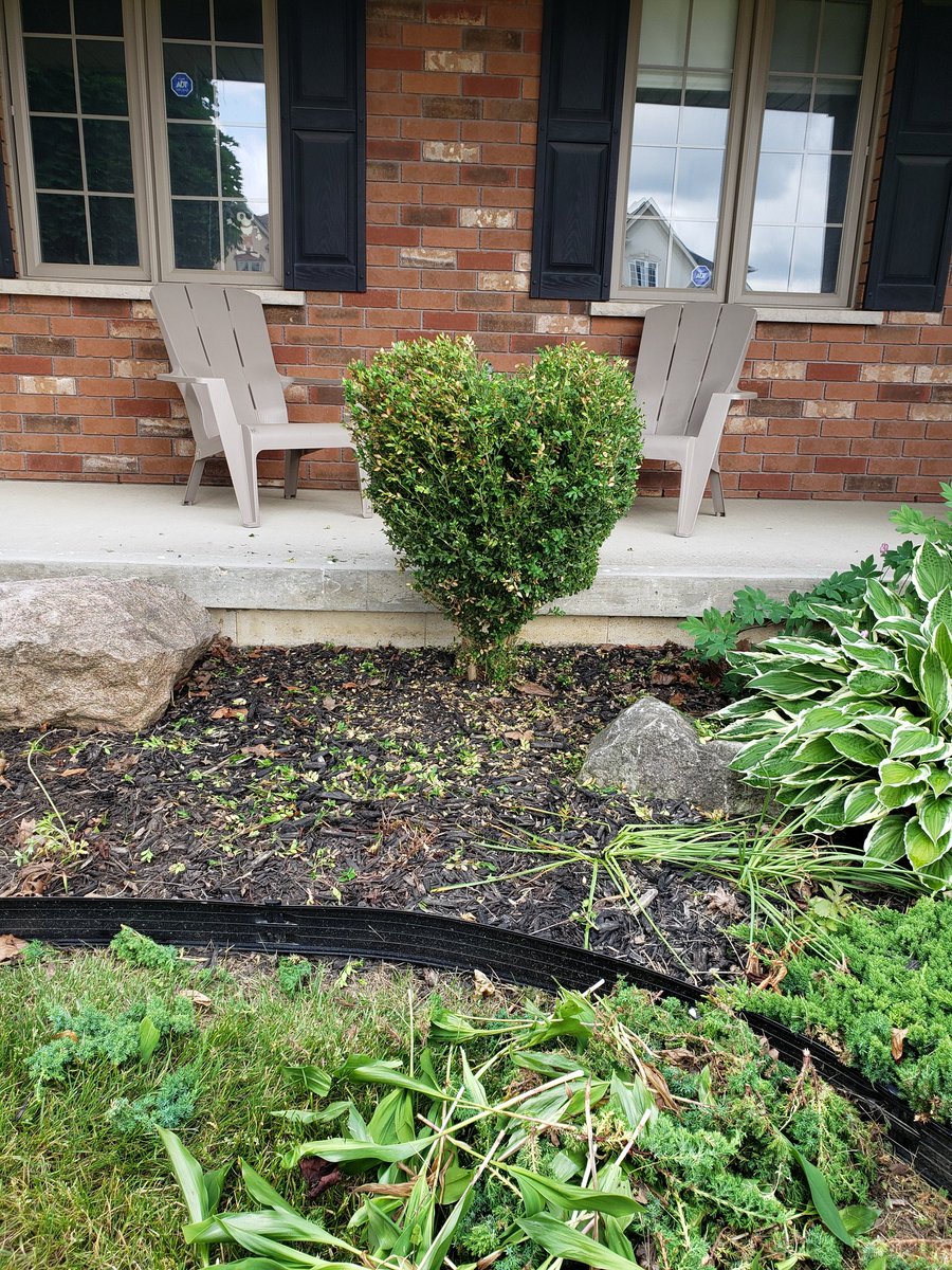 ScaryJASullivan's tweet photo. Taking care of my neglected front garden today (Why yes, I am in the middle of editing a book. How did you know? #TeamProcrastination 🤣)
Do you think the box hedge looks like a heart ❤, or just unfinished? 🤔 I can't decide.
Now to find the giant rock in the 2nd pic 🪚 https://t.co/Jh87R8fYEt