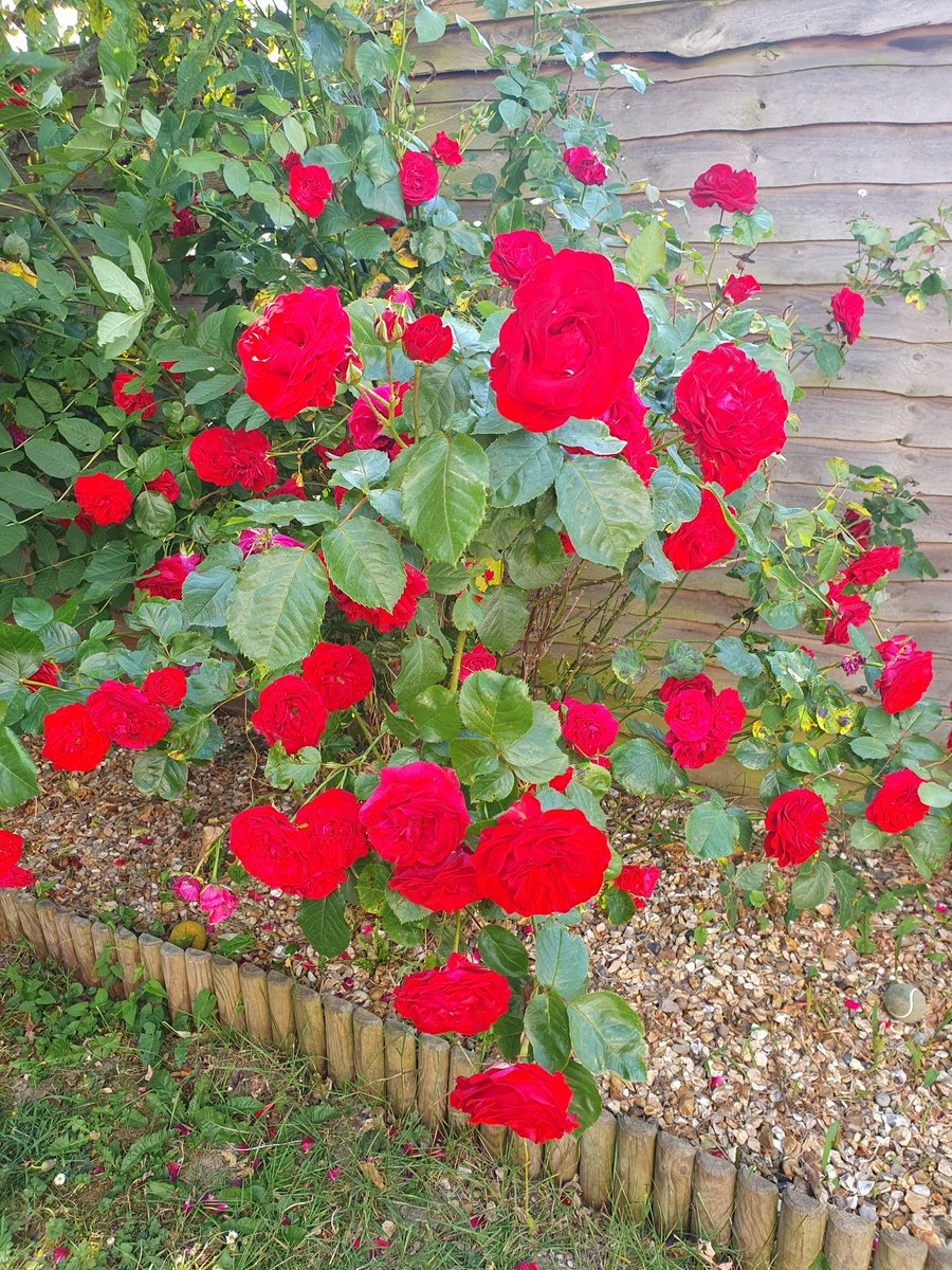 Nicholas Booth on Twitter "RT GaddersII My garden smells like