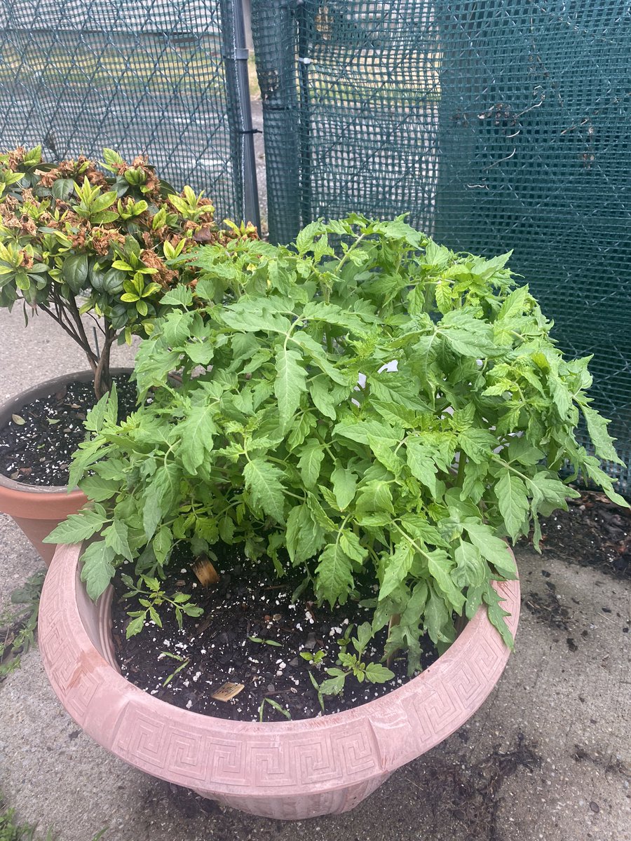 Rain got my
Plantitas acting brand new. 

Gardens are so beautiful and a powerful analogy for life.