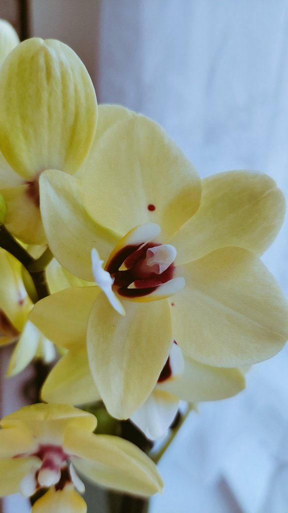 #orchid #orchids #flowerphotography #FLOWER #FlowersOfTwitter #Flowers #NaturalBeauty #Beautiful_Flower #naturelovers #NaturePhotography