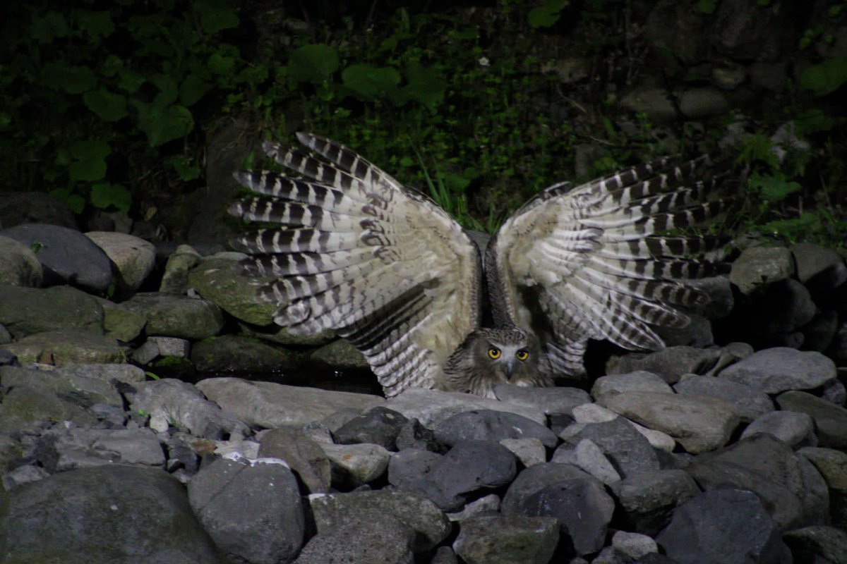 Jaume Sañé tweet media