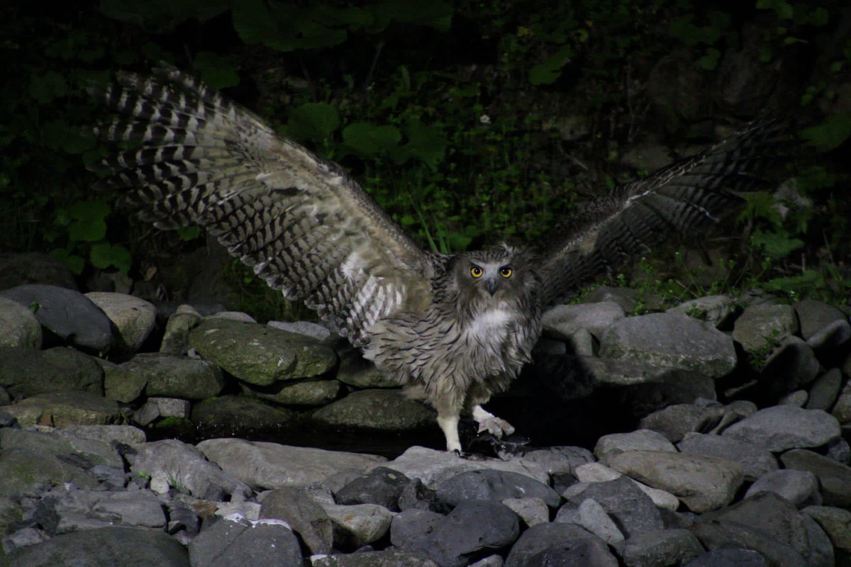 Jaume Sañé tweet media