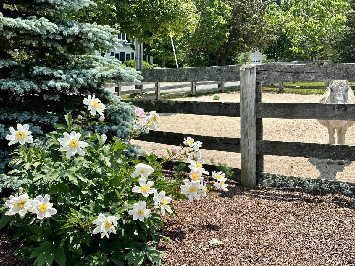 bythebeachRE's tweet photo. Beautiful day on the farm! #hiDonkey #fromthefarm #harwich #CapeCod #farmlife #farmsofcapecod #lifeoncapecod #donkey #peonies #TheGoodLife #grateful https://t.co/TF3EA7MP93
