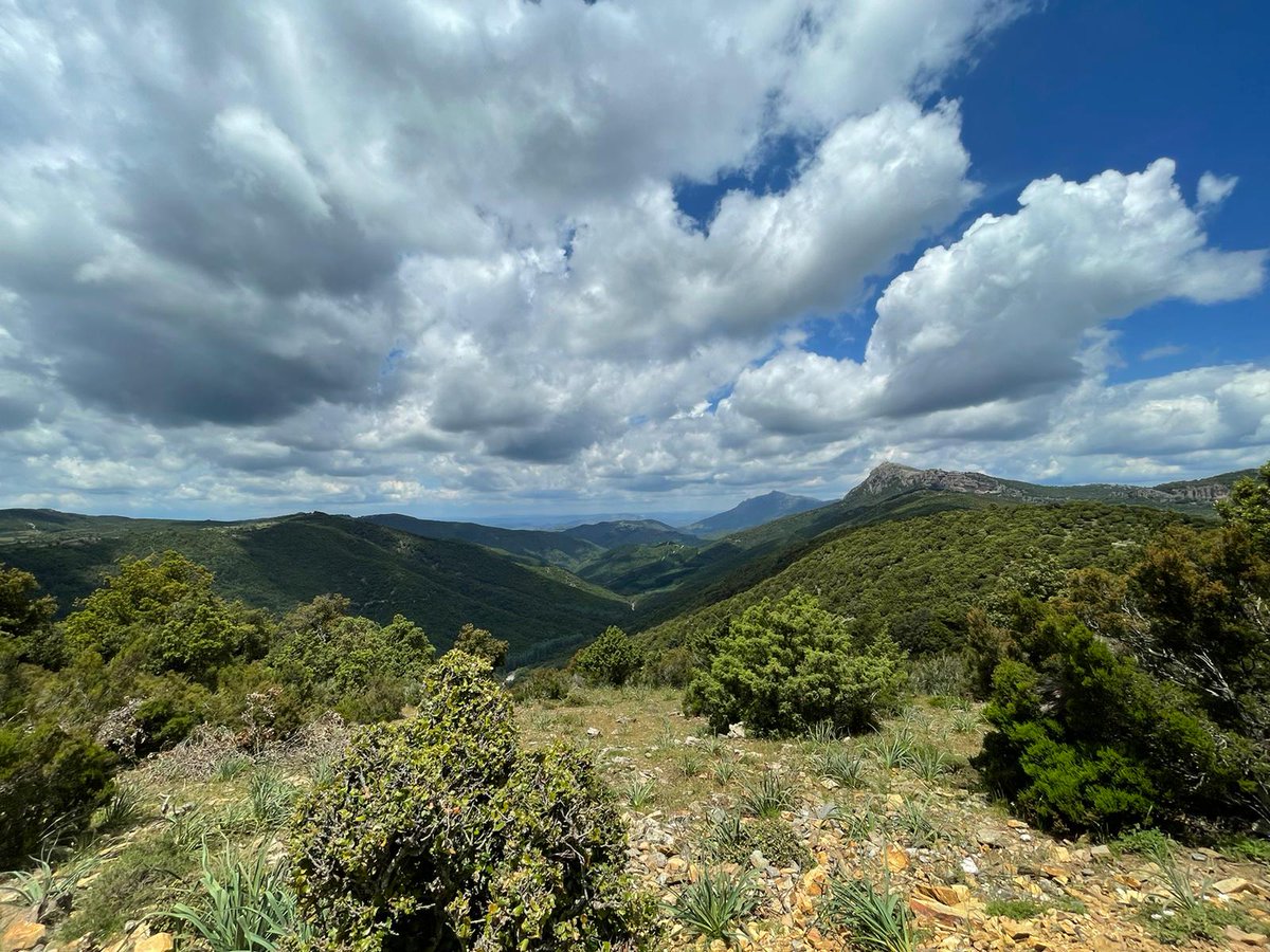 @FDalGrande and Veronica went to Forest of Montes (Sardinia) in collaboration with @TESAF_unipd  to study #microorganism bark and soil #biodiversity of holm oak old-growth forests.
#Staytuned to get to know which techniques they will use.

@DiBio_UniPD @UniPadova @nbfc_italy