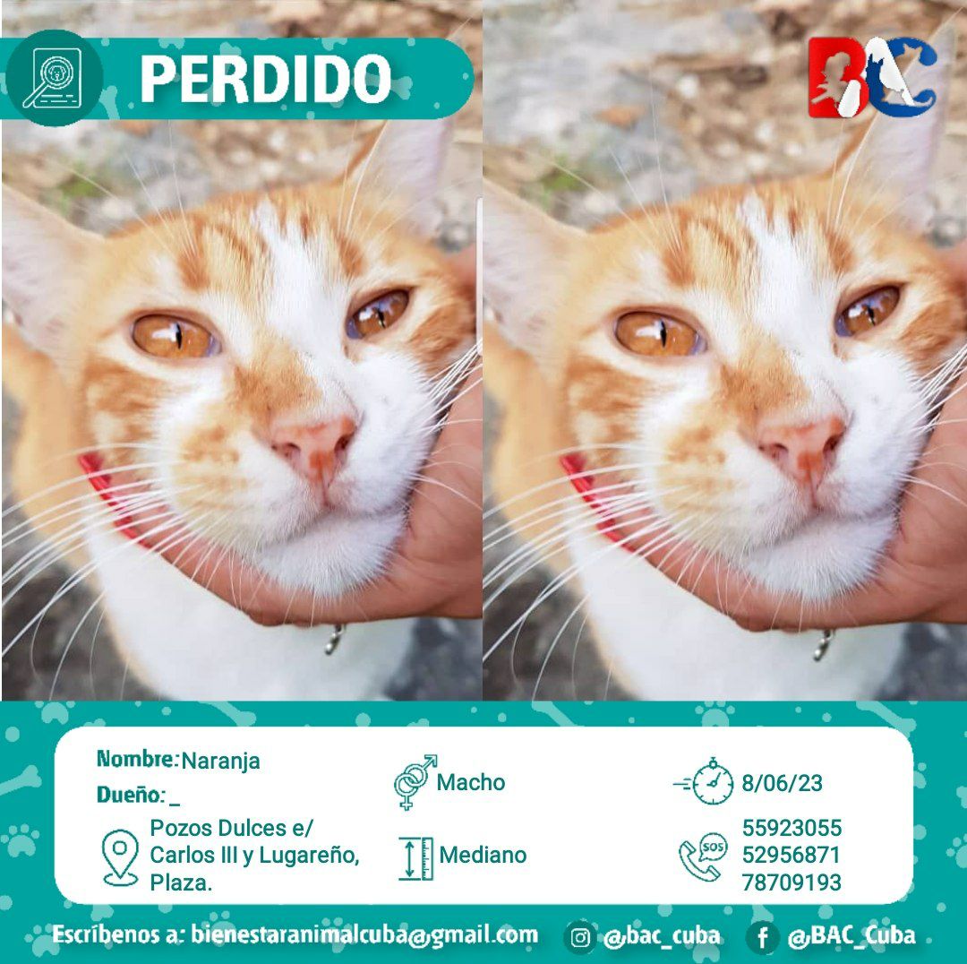 bac_org's tweet photo. ☹️PERDIDO☹️

En Pozos Dulces e/ Carlos III y Lugareño, Plaza📍, frente a la Escuela de Estomatología🦷 se llevaron este gatito en la mañana del 8 de junio😣. Su nombre es Naranja🧡, tiene 8 años, es muy cariñoso e independiente🙏. Su dieta es a base de pollo y pescado🐟. Tiene una cicatriz en el lomito✔️. 

Al parecer Naranja fue robado😔, algunos vieron una pareja en moto que se lo llevó☹️. Este pequeño es un gatito comunitario al que varias personas atienden❤️. Ya está Esterilizado🙏. 

Por favor si tiene noticias de Naranja🐈 contacte a los siguientes teléfonos:
📲55923055
📲52956871
☎️78709193