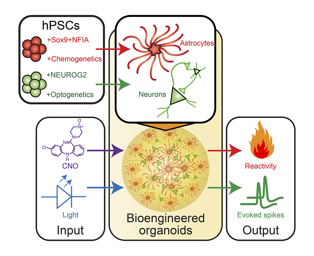 JCellBiol's tweet photo. .@c_cvetkovic, @krencik_lab et al. devise an hPSC-based approach to rapidly generate and modulate the activity of neural #organoids using cell type-specific genetically encoded tools. https://t.co/03Ag2DmSdb

From our #StemCells &amp; #Development: https://t.co/xoztBZYBvt 
#ISSCR2023 https://t.co/PEuZjVpaqX