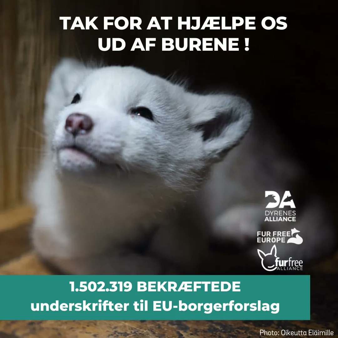 TÆTTERE MOD ET PELSFORBUD I EU: Nu er 1,5 millioner underskrifter endelig bekræftet! 🦊 🐰 🦝 🐺 

Europa-Kommissionen skal offentligt reagere på initiativet inden årets udgang.

Giv et ❤️ hvis du er lige så glade som os!

#dkpol #pels #minkavl #mink
