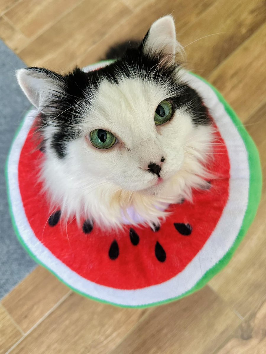The cutest watermelon I ever saw.

YouTube: youtube.com/theoreocat

#theoreocat #CatsOfTwitter #CatsOnTwitter