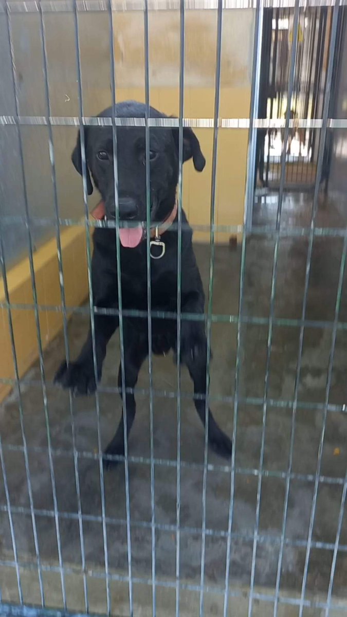 SilviaMylo's tweet photo. Tendrá unos 5 años y le han dejado es la perrera con el corazón roto 💔 😢
Perrera de Jerez
652 22 11 78
699 73 13 30
😭 🆘 📢 📢 📢 📢 📢 📢 https://t.co/uryoTgv179