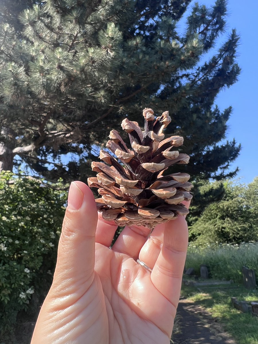 SutchFun's tweet image. On my morning walk (‘cause afternoon walks are too damn hot), this was found. It was sticky with sap. #NatureNotes