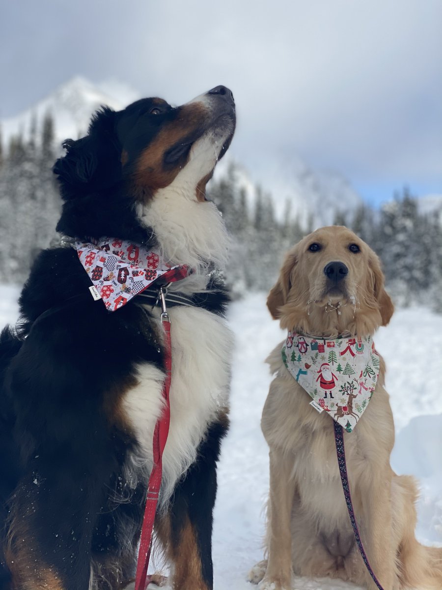 bunsenbernerbmd's tweet photo. BREAKING NEWS
​
​WE CHECKED AND DOGS ARE STILL GOOD https://t.co/1abnERNqpM