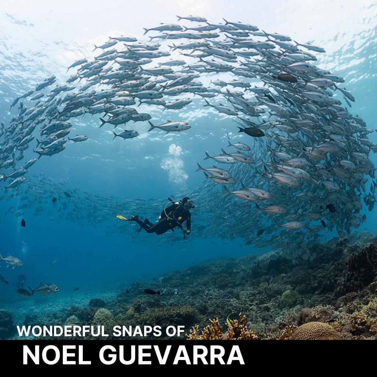 Check out some of Noel Guevarra’s greatest underwater shots featuring the Tubbataha Reef! What an awe! The underwater life is truly wonderful and full of beauty 🌊🐟

#nft #artworks #fractionalizednft #nftworld #nfts #modernart #nftcollection #meta #nftmagazine #nftdrops