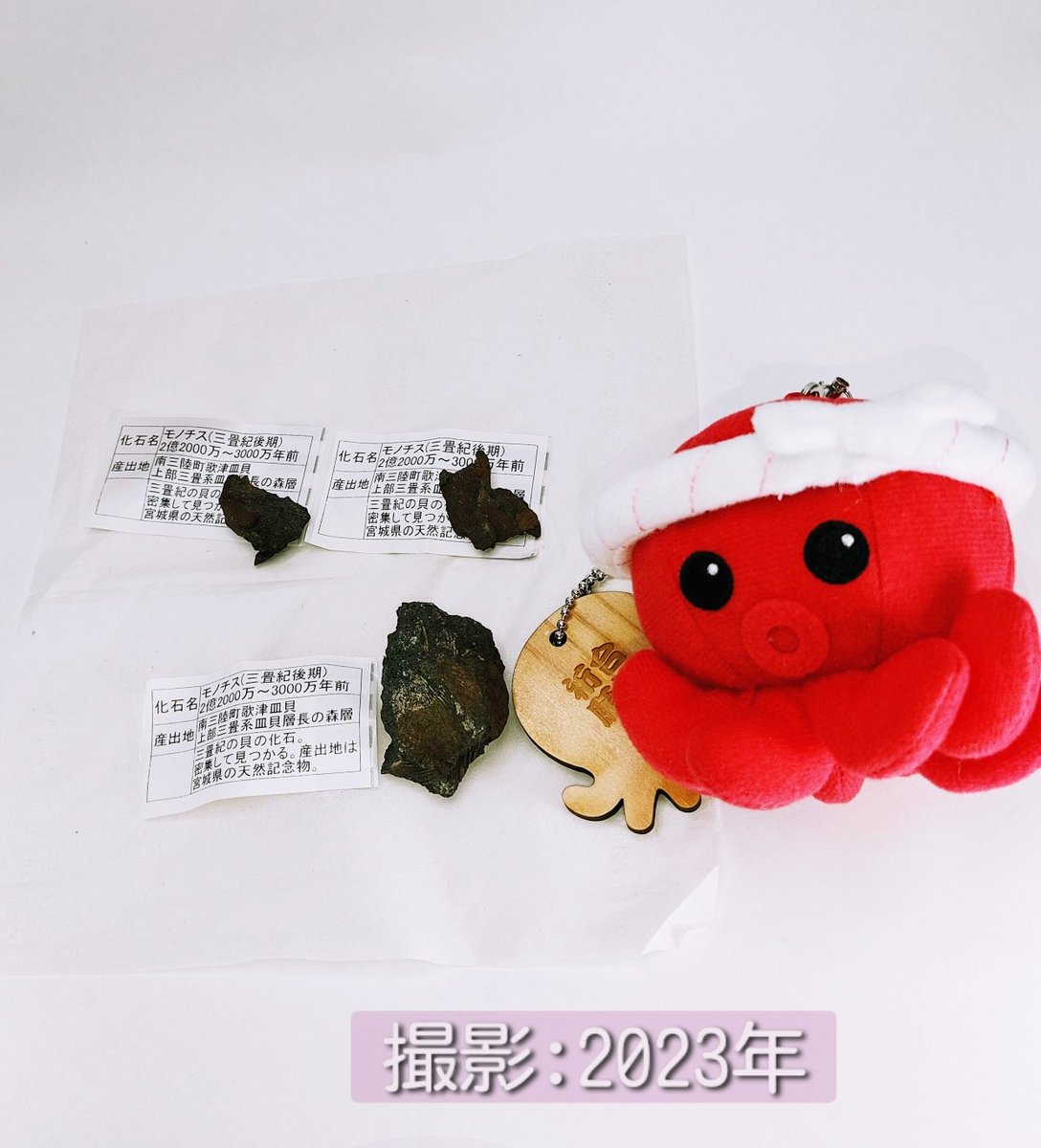 haruiuo_ch's tweet photo. #南三陸 #さんさん商店街 での先月の思い出✨◓)）
 触れる化石、
5月中旬と下旬では、置いてある位置が違いました（笑）（画像参照）
あと #化石ガチャ ◓)）
下旬は3回回して売り切れになって、けっこう人気あるんだなぁって思いました！☺️
因みに3回モノチスでした笑 #オクトパス君 #ぬい撮り 🐙✨ https://t.co/WoVy87d2Qe